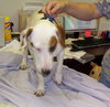 Cash the Bull Terrier