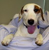 Cash the Bull Terrier