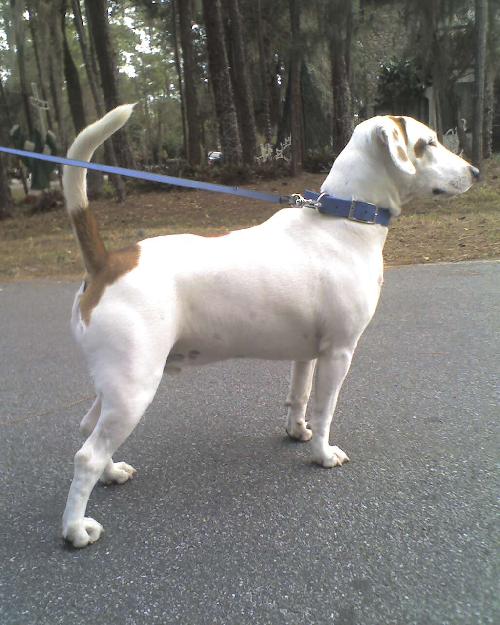 Cash the Bull Terrier