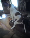 Cash the Bull Terrier