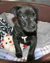 Kashi the Sweet Puppy