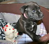 Kashi the Sweet Puppy