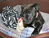 Kashi the Sweet Puppy