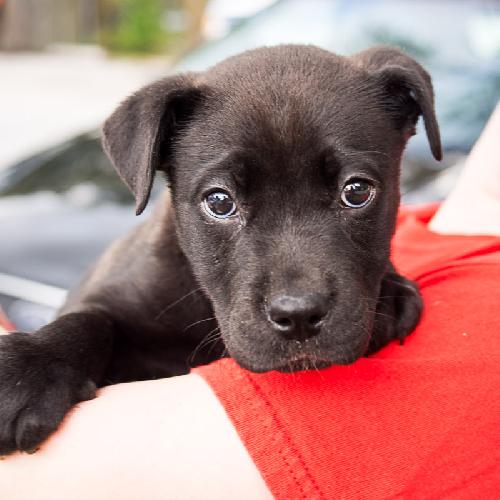 Kashi the Sweet Puppy