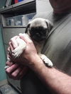 Gizmo the Pug Puppy