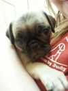 Gizmo the Pug Puppy