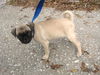 Gizmo the Pug Puppy