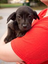 Chance the Lucky Lab Puppy