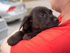 Chance the Lucky Lab Puppy