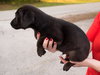 Chance the Lucky Lab Puppy