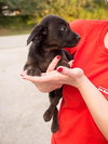 Chance the Lucky Lab Puppy