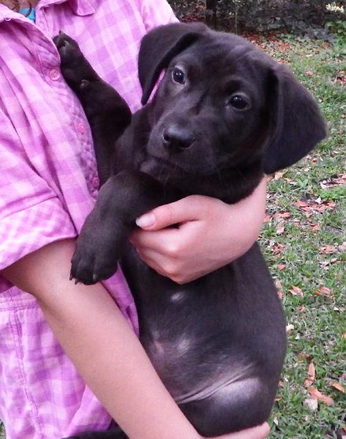 Chance the Lucky Lab Puppy