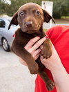 Lucky the Lab Puppy
