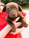 Lucky the Lab Puppy