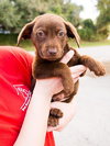Lucky the Lab Puppy
