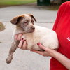 Clover the Lucky Lab Puppy