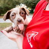 Clover the Lucky Lab Puppy