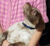 Clover the Lucky Lab Puppy