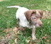 Clover the Lucky Lab Puppy
