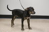 London the Shepherd Blend Puppy