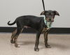 London the Shepherd Blend Puppy