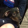 Vancouver the Shepherd Blend Puppy