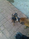 Vancouver the Shepherd Blend Puppy