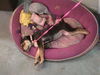 Vancouver the Shepherd Blend Puppy