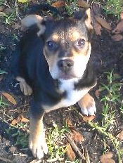 Vancouver the Shepherd Blend Puppy
