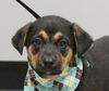 Vancouver the Shepherd Blend Puppy