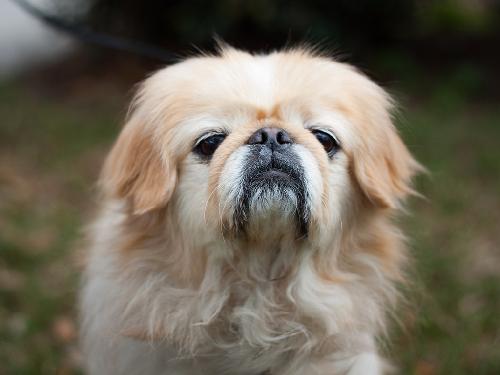 Lucky the Sweet Pekingese