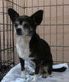 Gizzy the Chihuahua