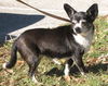 Gizzy the Chihuahua
