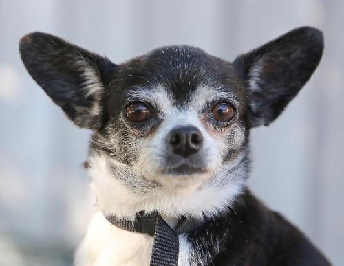 Gizzy the Chihuahua