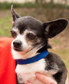 Gizzy the Chihuahua