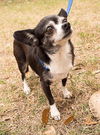 Gizzy the Chihuahua