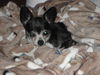 Gizzy the Chihuahua