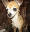Pergie the Teacup Chihuahua