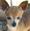 Pergie the Teacup Chihuahua