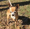 Pergie the Teacup Chihuahua