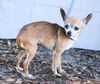 Pergie the Teacup Chihuahua