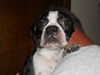 Emily Dickenson the Boston Terrier