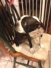 Emily Dickenson the Boston Terrier