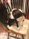 Emily Dickenson the Boston Terrier