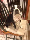 Emily Dickenson the Boston Terrier