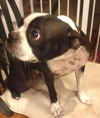 Emily Dickenson the Boston Terrier