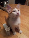 Mr Weasley the Handsome Norwegian Forest Mix