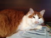 Mr Weasley the Handsome Norwegian Forest Mix
