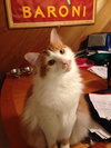 Mr Weasley the Handsome Norwegian Forest Mix
