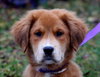 Prince the Retriever Blend Puppy